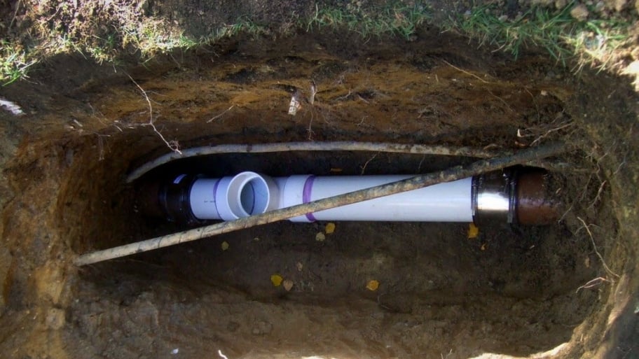 Tree roots and sewer pipe